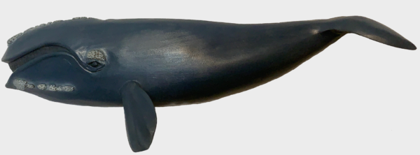 ‘Popcorn’ (North Atlantic Right Whale) - Image 3