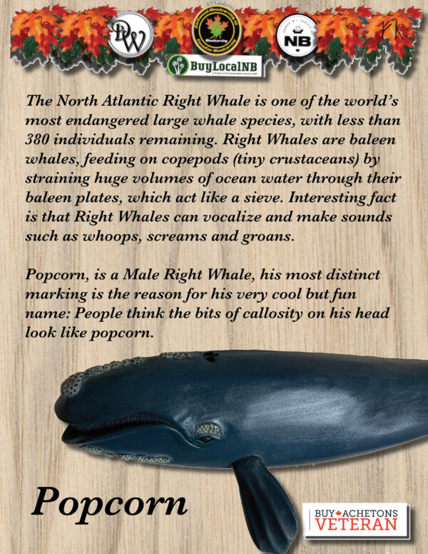 ‘Popcorn’ (North Atlantic Right Whale) - Image 5