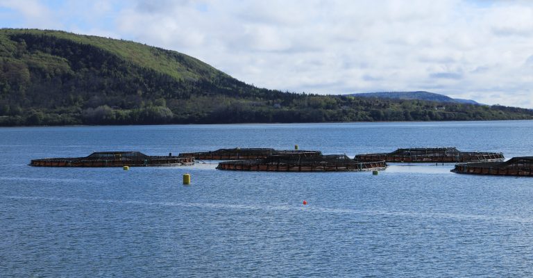A Salmon Farm in the Bay of Fundy, Canada