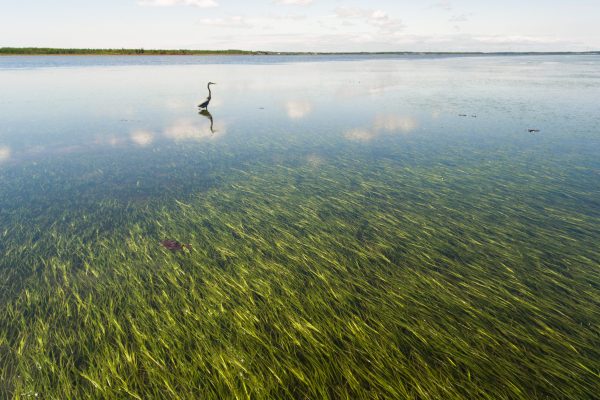 Aerial view of eelgrass between Lameque and Miscou Island, New Brunswick