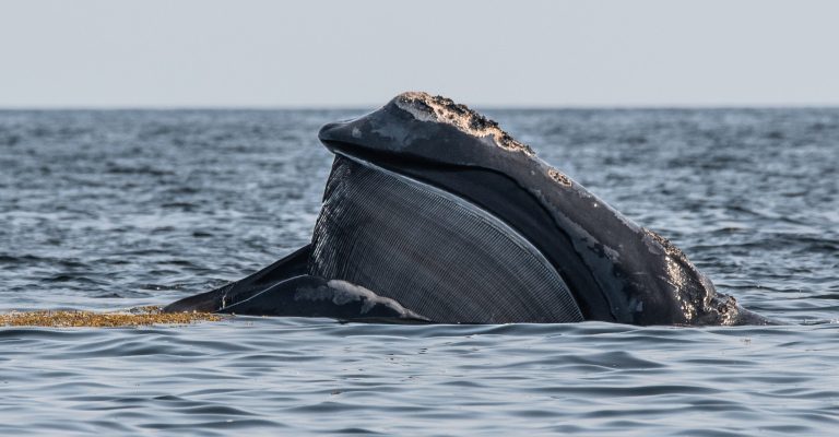 North Atlantic right whales photographed in the Gulf of Saint Lawrence, New Brunswick, Canada.
