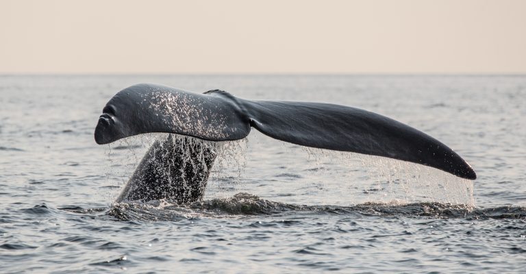 Nick-Hawkins-right-whales-7677 North Atlantic right whales photographed in the Gulf of Saint Lawrence, New Brunswick, Canada.