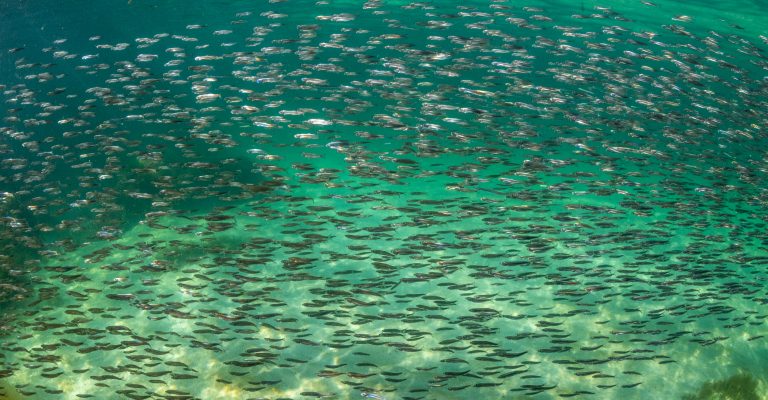 Port-Joli-Nick-Hawkins-3963 Juvenile Atlantic herring (Clupea harengus) school in the shallow intertidal waters near Port Joli, Nova Scotia, Canada.