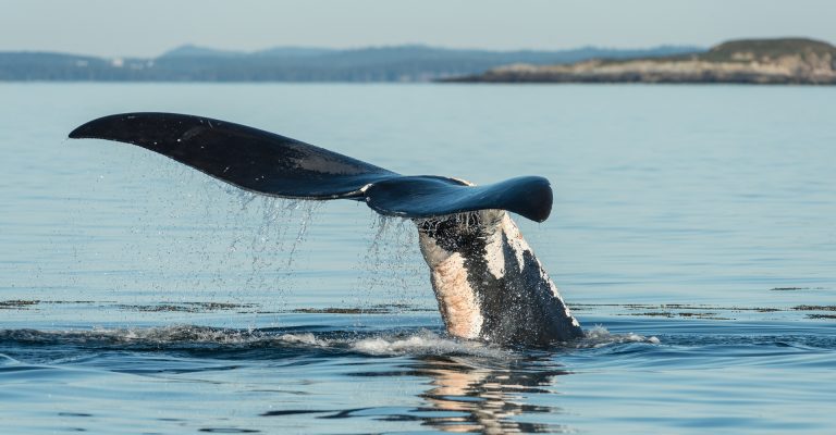 North Atlantic right whale (Eubalaena glacialis) with entanglement scars on tail in the Bay of Fundy, New Brunswick, Canada