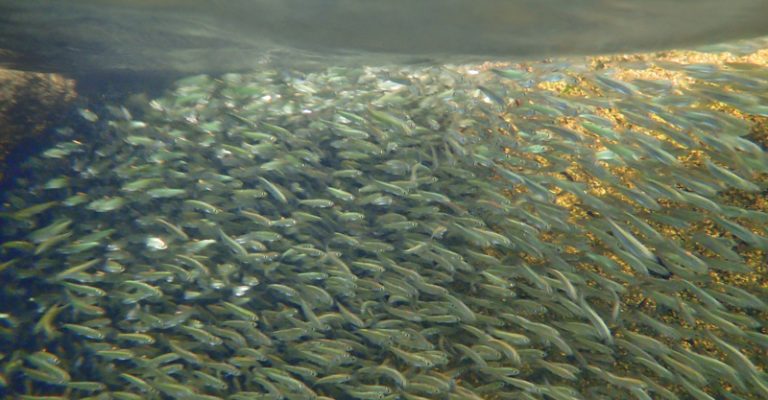alewives-Long-Pond-MDI-5-002