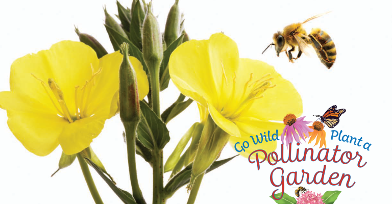 pollinatorpostcards-2016-2 pollinatorpostcards-2016-2
